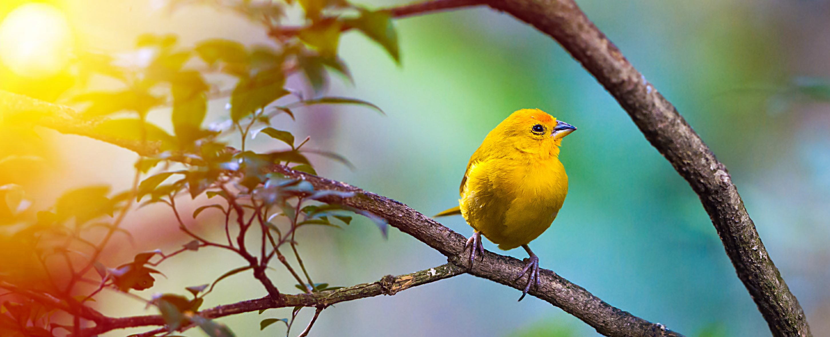 Yellow bird sitting on a branch